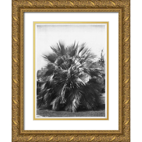 Blue Palm Tree, c1910 Gold Ornate Wood Framed Art Print with Double Matting by Anonymous