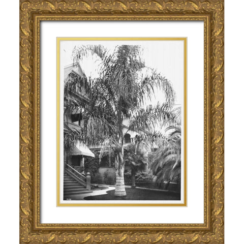 Palm, Cocos Plumosos, L.A., c 1910 Gold Ornate Wood Framed Art Print with Double Matting by Anonymous