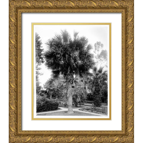 Palm. L.A. Park, c1910 Gold Ornate Wood Framed Art Print with Double Matting by Anonymous