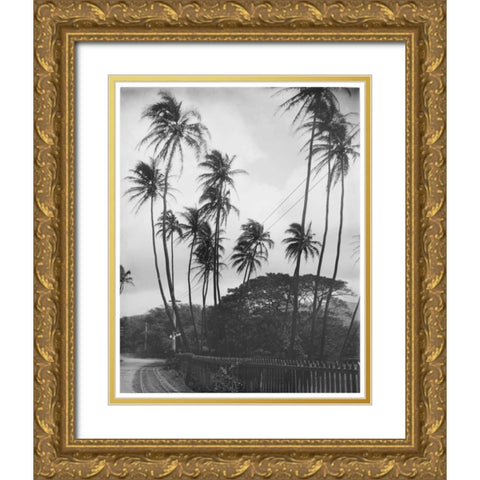 Coconut Palms, Honolulu, 1907 Gold Ornate Wood Framed Art Print with Double Matting by Anonymous