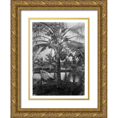 Coconut Palm, Hawaii, 1907-20 Gold Ornate Wood Framed Art Print with Double Matting by Anonymous