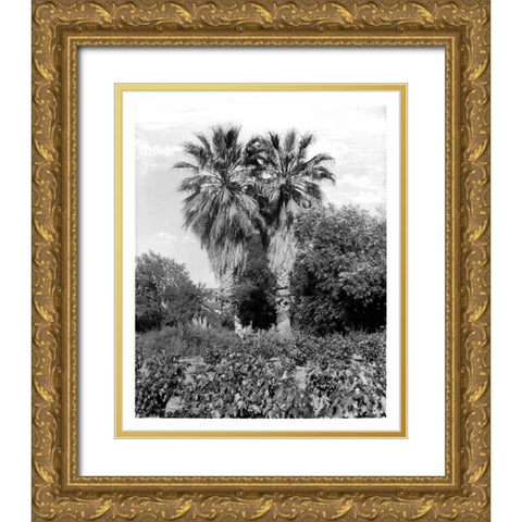Old Palm Trees, South Pasadena, c1910 Gold Ornate Wood Framed Art Print with Double Matting by Anonymous