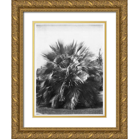 Blue Palm Tree, Figueroa St c1920 Gold Ornate Wood Framed Art Print with Double Matting by Anonymous