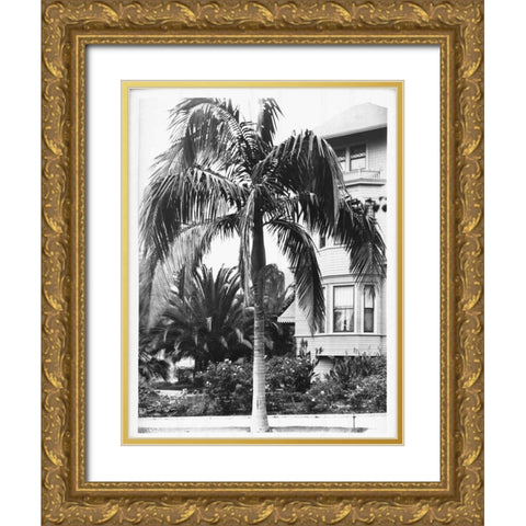 Palm, Seaforchia Elygans, CA c 1920 Gold Ornate Wood Framed Art Print with Double Matting by Anonymous