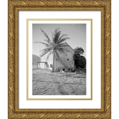 Palm Tree, Naval Magazine Bldg, Hawaii, c1907 Gold Ornate Wood Framed Art Print with Double Matting by Anonymous