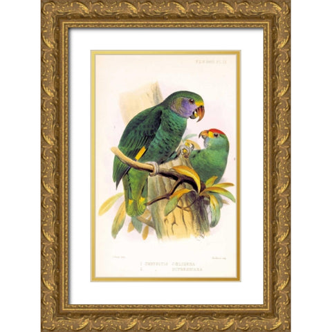 Parrots, Chrysotis Gold Ornate Wood Framed Art Print with Double Matting by Smit, Joseph