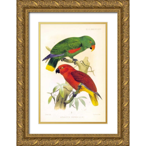 Parrots, Eclectus Riedelli Gold Ornate Wood Framed Art Print with Double Matting by Smit, Joseph