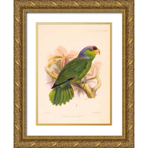 Parrot, Chrysotis Finschi Gold Ornate Wood Framed Art Print with Double Matting by Smit, Joseph