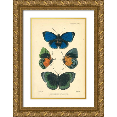 Butterflies, New species of Agrias Gold Ornate Wood Framed Art Print with Double Matting by Smit, Joseph