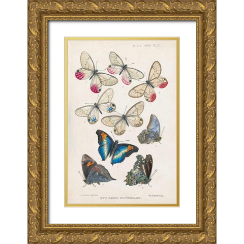 Exotic Butterflies Gold Ornate Wood Framed Art Print with Double Matting by Butler, A G