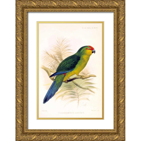 Parrot, Saisseti Gold Ornate Wood Framed Art Print with Double Matting by Smit, Joseph