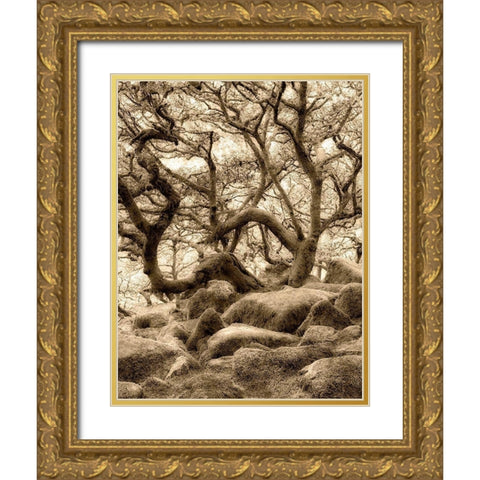 Moss covered oak trees in Wistmans Wood. Devon County. Dartmoor National Park, England Gold Ornate Wood Framed Art Print with Double Matting by Frates, Dennis