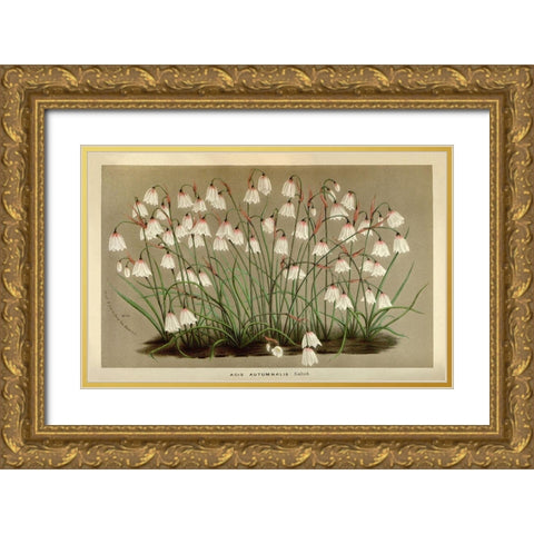 Acis Autumnalis Gold Ornate Wood Framed Art Print with Double Matting by Anonymous