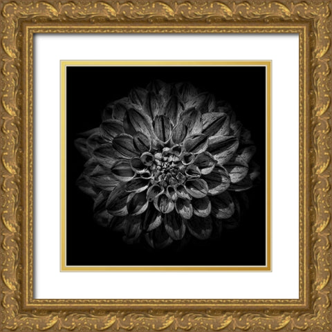 Black and White Dahlia Gold Ornate Wood Framed Art Print with Double Matting by Carson, Brian