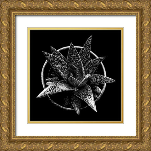 Black and White Succulent Gold Ornate Wood Framed Art Print with Double Matting by Graciet, Stephane
