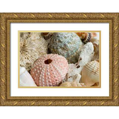 Sea Urchins Gold Ornate Wood Framed Art Print with Double Matting by Anonymous