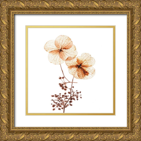 Petal Blooms Gold Ornate Wood Framed Art Print with Double Matting by Anonymous
