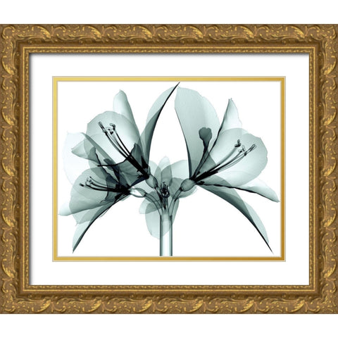 Translucent Amaryllis Gold Ornate Wood Framed Art Print with Double Matting by Anonymous
