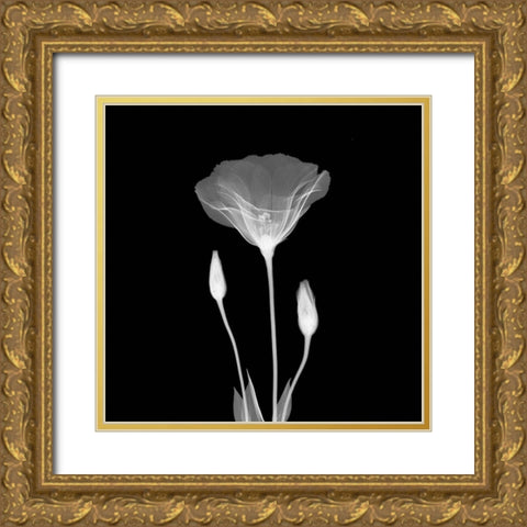 Poppy in Lace Gold Ornate Wood Framed Art Print with Double Matting by Anonymous