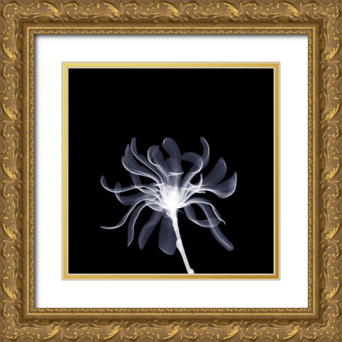 White Ribbons Gold Ornate Wood Framed Art Print with Double Matting by Anonymous