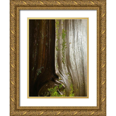 Bark and Moss IV Gold Ornate Wood Framed Art Print with Double Matting by Grayscale