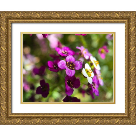 Alyssum I Gold Ornate Wood Framed Art Print with Double Matting by Grayscale
