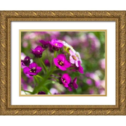 Alyssum II Gold Ornate Wood Framed Art Print with Double Matting by Grayscale