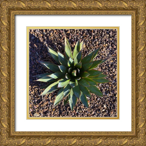 Agave I Gold Ornate Wood Framed Art Print with Double Matting by Grayscale