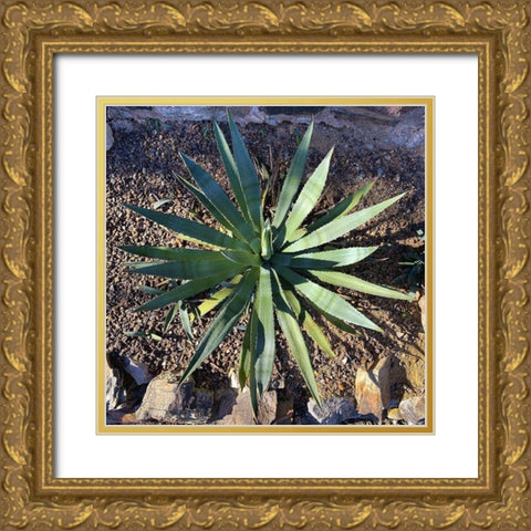 Agave II Gold Ornate Wood Framed Art Print with Double Matting by Grayscale