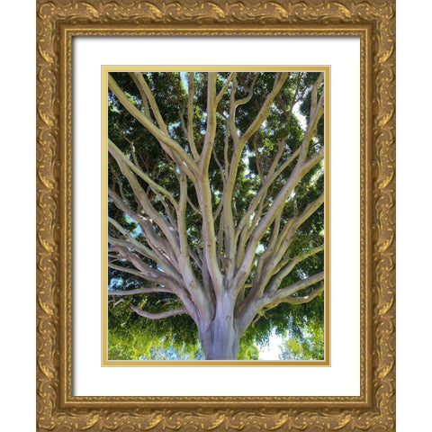 Tree Canopy XIV Gold Ornate Wood Framed Art Print with Double Matting by Grayscale