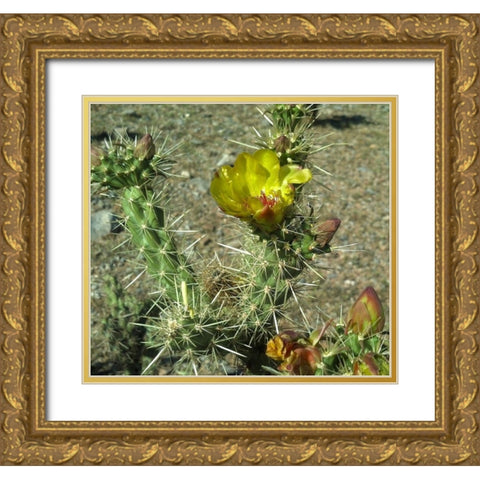 Cholla Bloom II Gold Ornate Wood Framed Art Print with Double Matting by Popcorn