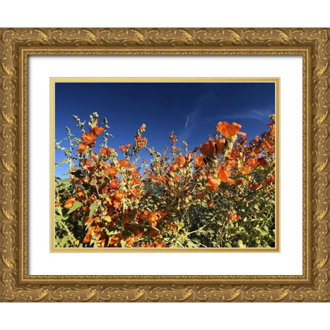 Wildflowers XV Gold Ornate Wood Framed Art Print with Double Matting by Popcorn