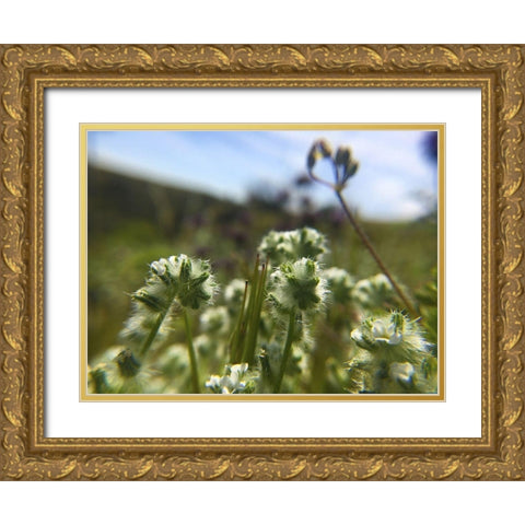 Wildflowers XVI Gold Ornate Wood Framed Art Print with Double Matting by Popcorn