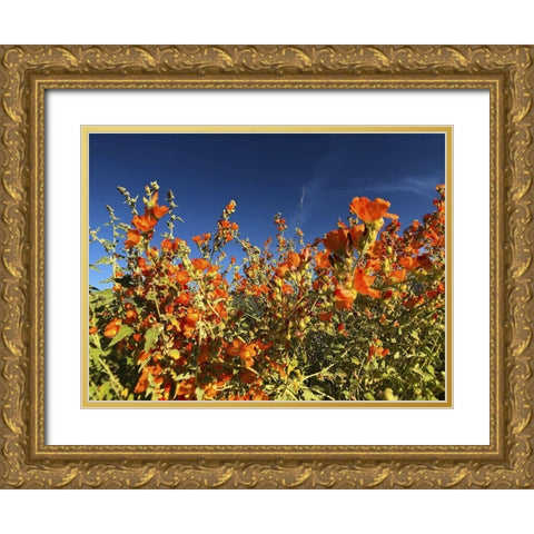 Wildflowers XXII Gold Ornate Wood Framed Art Print with Double Matting by Popcorn