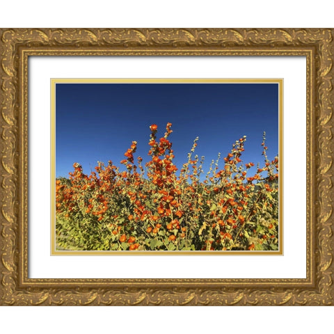 Wildflowers XXIII Gold Ornate Wood Framed Art Print with Double Matting by Popcorn