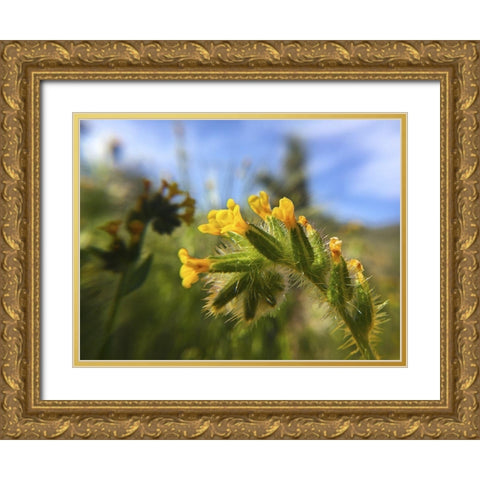 Wildflowers XXVI Gold Ornate Wood Framed Art Print with Double Matting by Popcorn