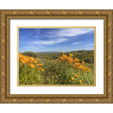 Wildflowers XXVIII Gold Ornate Wood Framed Art Print with Double Matting by Popcorn