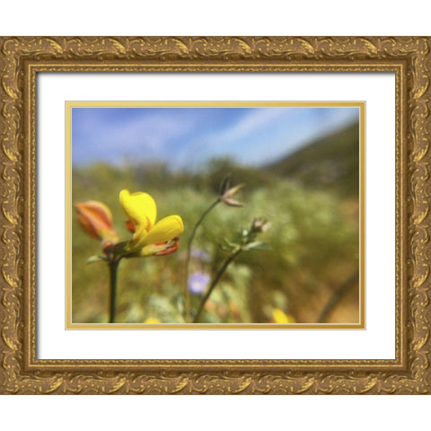 Wildflowers XXX Gold Ornate Wood Framed Art Print with Double Matting by Popcorn