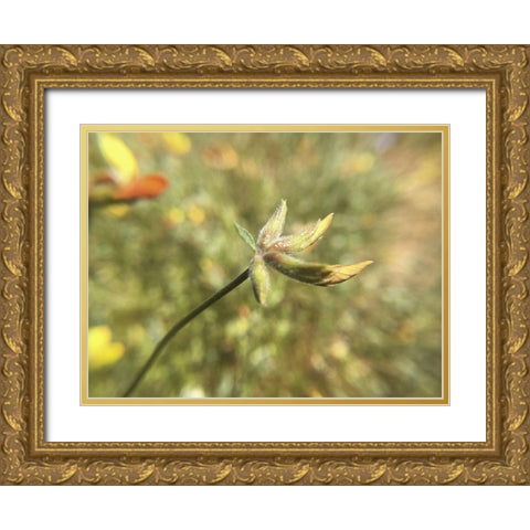 Wildflowers XXXI Gold Ornate Wood Framed Art Print with Double Matting by Popcorn