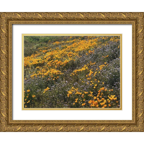 Wildflowers XXVI Gold Ornate Wood Framed Art Print with Double Matting by Popcorn