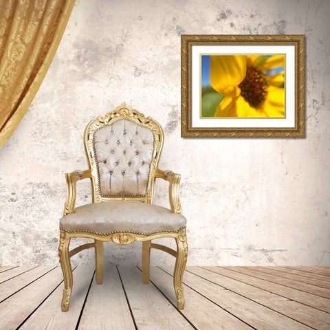 Sunflower II Gold Ornate Wood Framed Art Print with Double Matting by Popcorn
