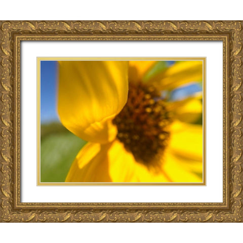 Sunflower II Gold Ornate Wood Framed Art Print with Double Matting by Popcorn