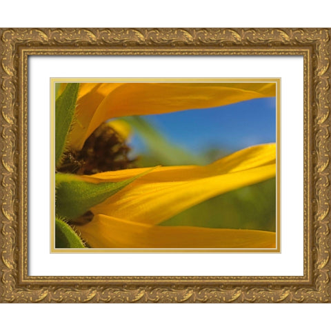 Sunflower III Gold Ornate Wood Framed Art Print with Double Matting by Popcorn
