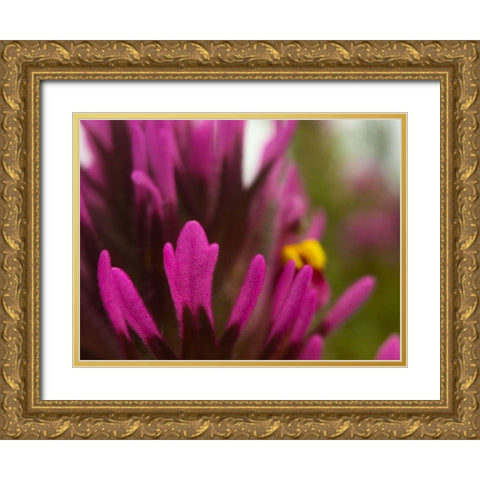 Owl Clover Gold Ornate Wood Framed Art Print with Double Matting by Tenoever, William