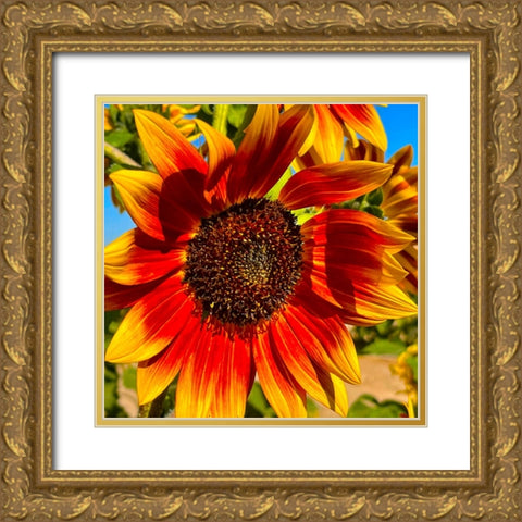 LittleBeckaSunFlower Gold Ornate Wood Framed Art Print with Double Matting by Tenoever, William