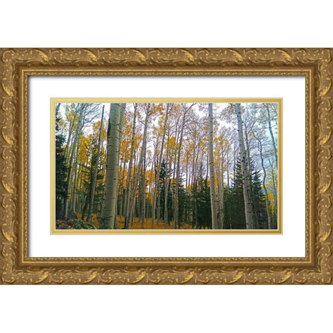 Aspens in Fall I Gold Ornate Wood Framed Art Print with Double Matting by Tenoever, William