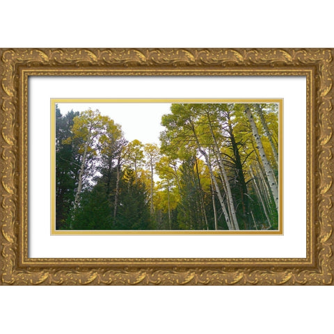 Aspens in Fall II Gold Ornate Wood Framed Art Print with Double Matting by Tenoever, William