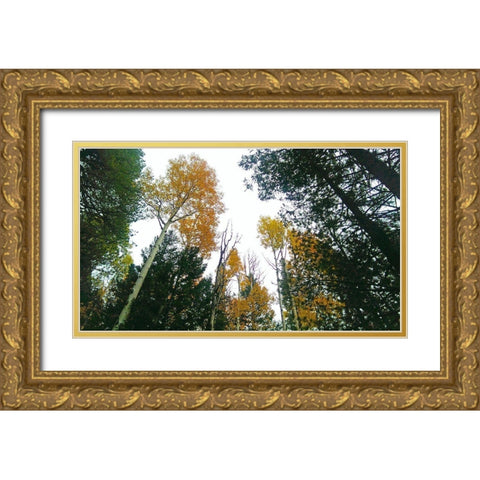 Aspens in Fall III Gold Ornate Wood Framed Art Print with Double Matting by Tenoever, William