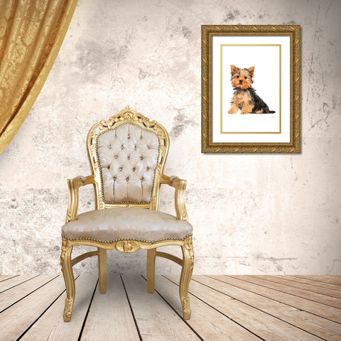 Yorkie Gold Ornate Wood Framed Art Print with Double Matting by Greenwood, Amanda