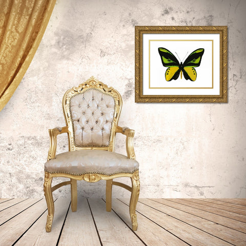 Vibrant Butterfly VII Gold Ornate Wood Framed Art Print with Double Matting by Bosco, Julia